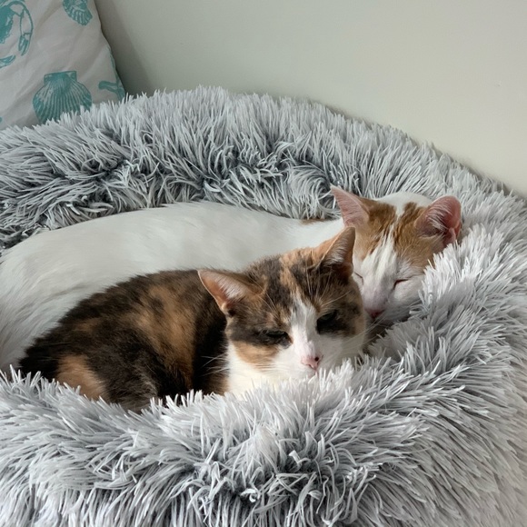 Lilly - Picture 4 of 10